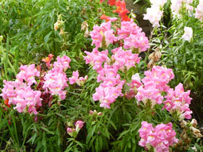 Antirrhinum majus hort